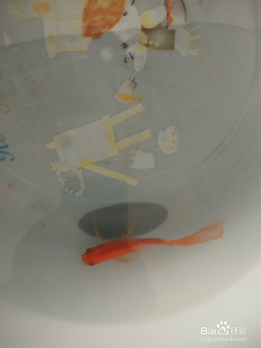 怎么换水让家里小型鱼缸里的金鱼活的时间更长