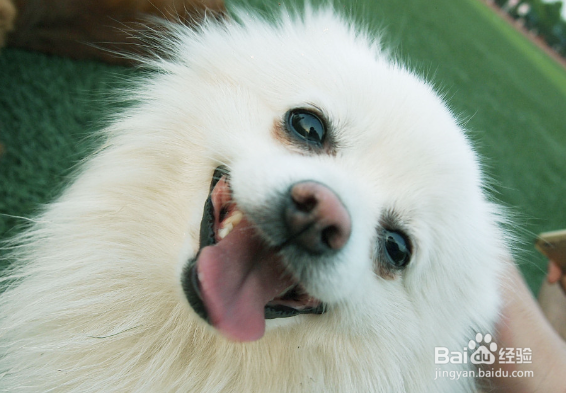 导致狗狗掉毛的原因有哪些?