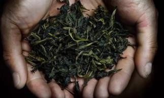 【冬日】黄茶的制作过程
