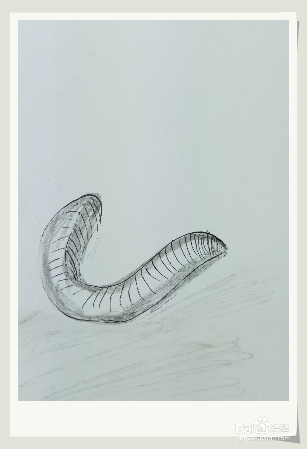 怎样画简笔画“水蛭”?