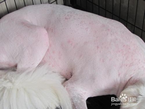 治疗狗狗螨虫的经验