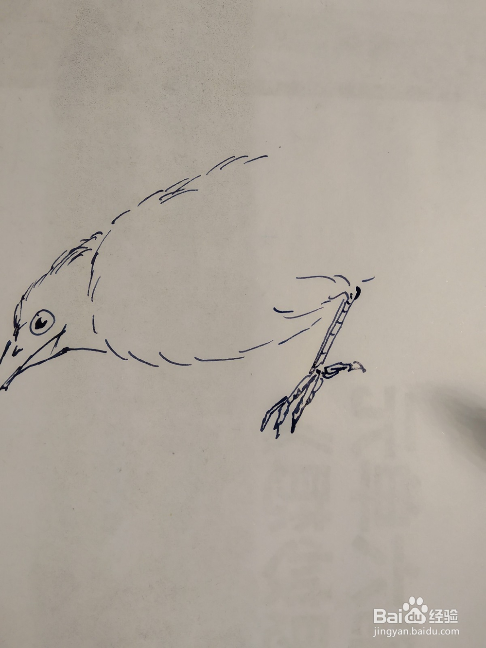 如何用双勾法画伯劳鸟?