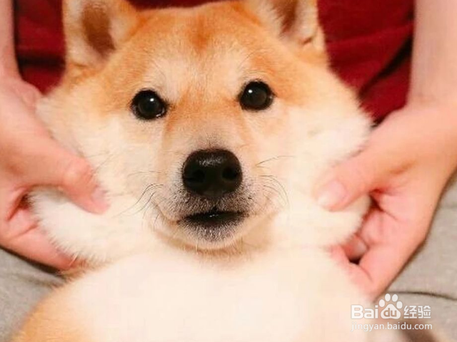 给你狗狗洗澡的美容师合格吗?