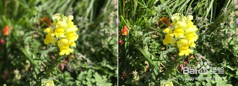 iPhone相机使用技巧，让我们拍出更好iPhone照片