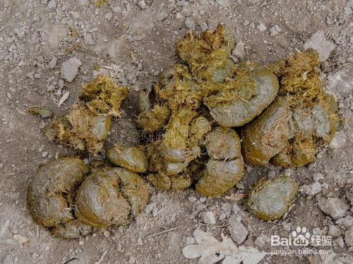 家里养马马粪怎么处理