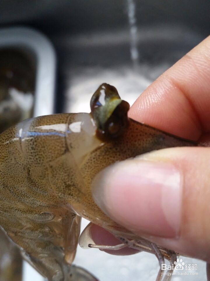 快速轻松除虾线