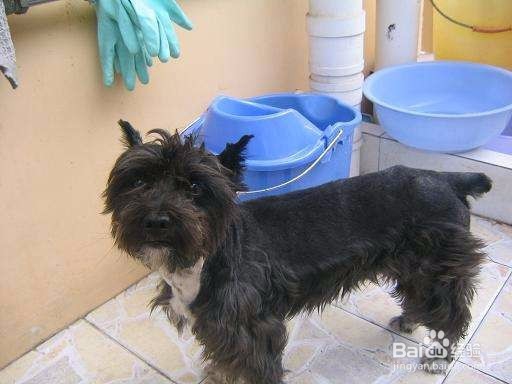 流浪狗怎么处置 遇到流浪狗怎么办