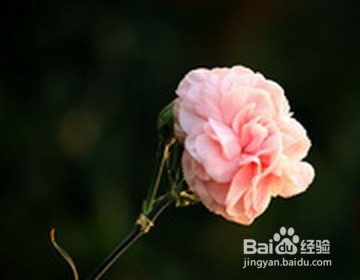 一月份的花有哪些？