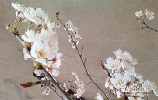 把春天的樱花朵朵拍出风采 手机拍