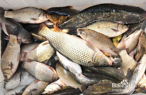 野钓鲫鱼的关键技巧 野外如何钓鲫鱼