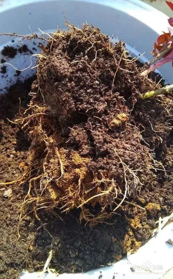 换盆旧土别扔，2个小技巧，旧土变新土！