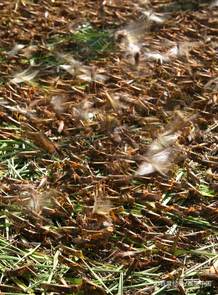 蚂蚱的营养价值和功效