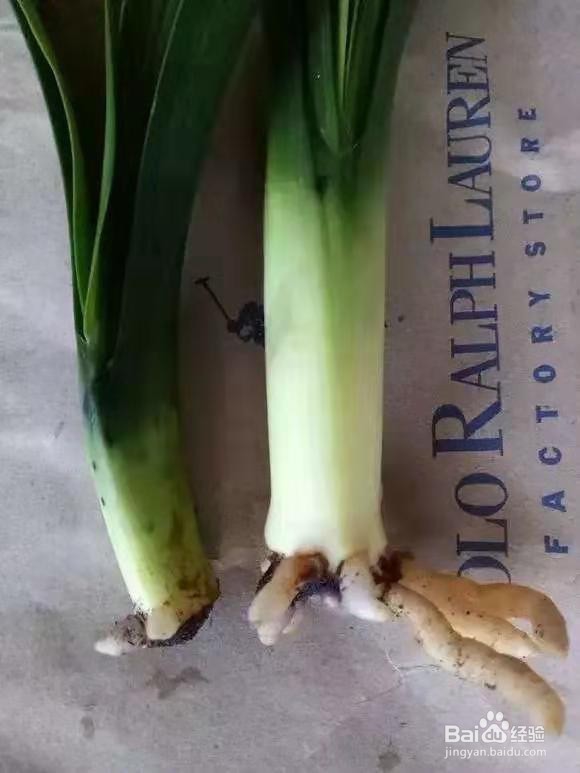 君子兰烂根别慌，切1刀泡一泡，2周长出大白根