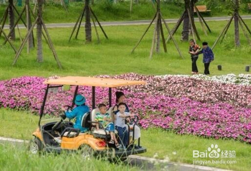 刷爆朋友圈的粉色花海