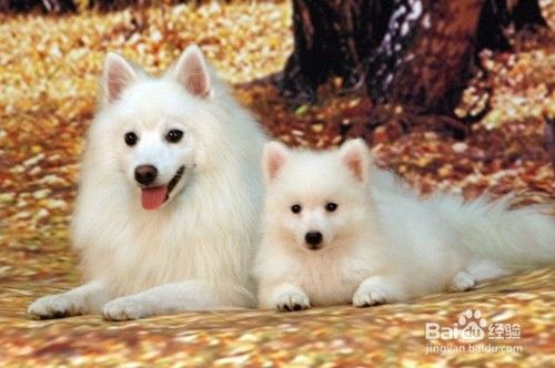 银狐犬便秘吃白菜 银狐犬便秘喂白菜管用吗 百度经验 银狐犬便秘吃白菜 银狐犬便秘喂白菜管用吗 百度经验