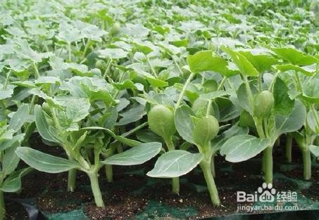 西瓜嫁接后怎么判断是活了