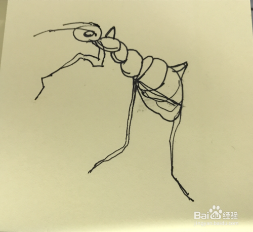 如何绘制蚂蚁速写？