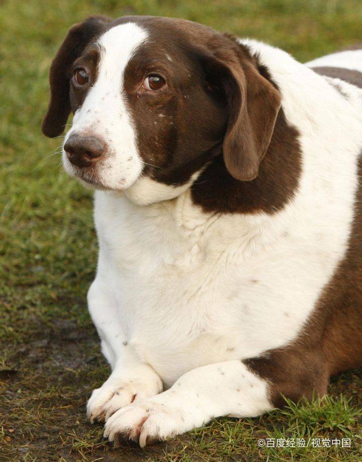 狗狗太胖了怎么减肥