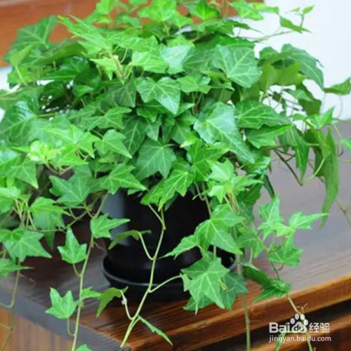 发现家里养殖的常春藤有黄叶子怎么办