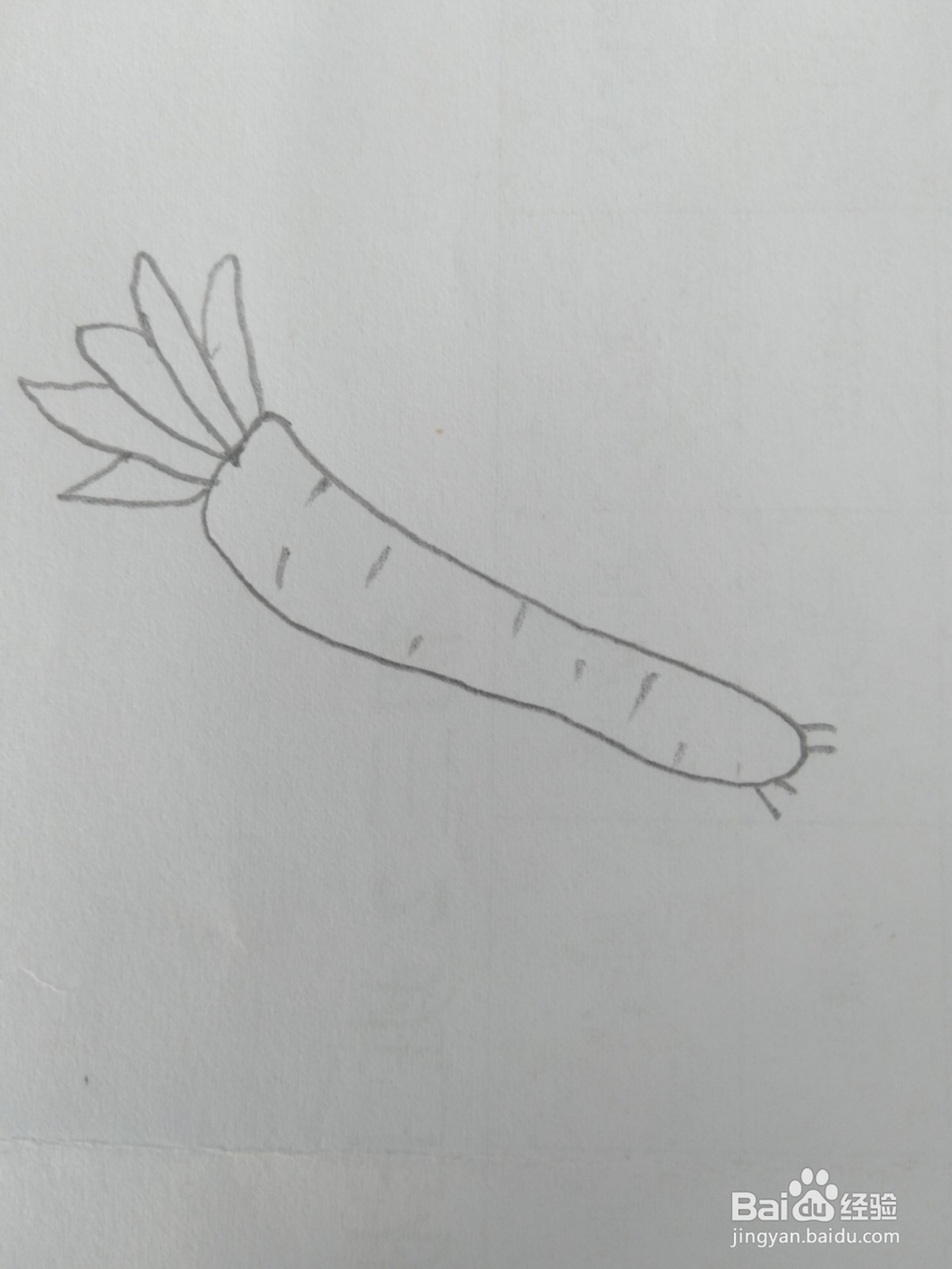 简笔画胡萝卜画法三