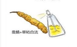 冬虫夏草回收多少钱一克合理 冬虫夏草的价格