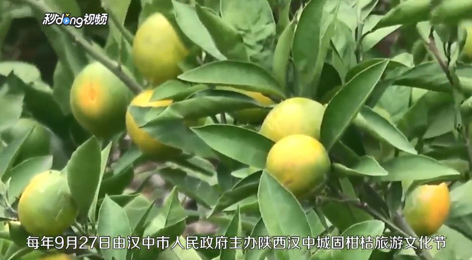 汉中城固桔园景区游玩攻略