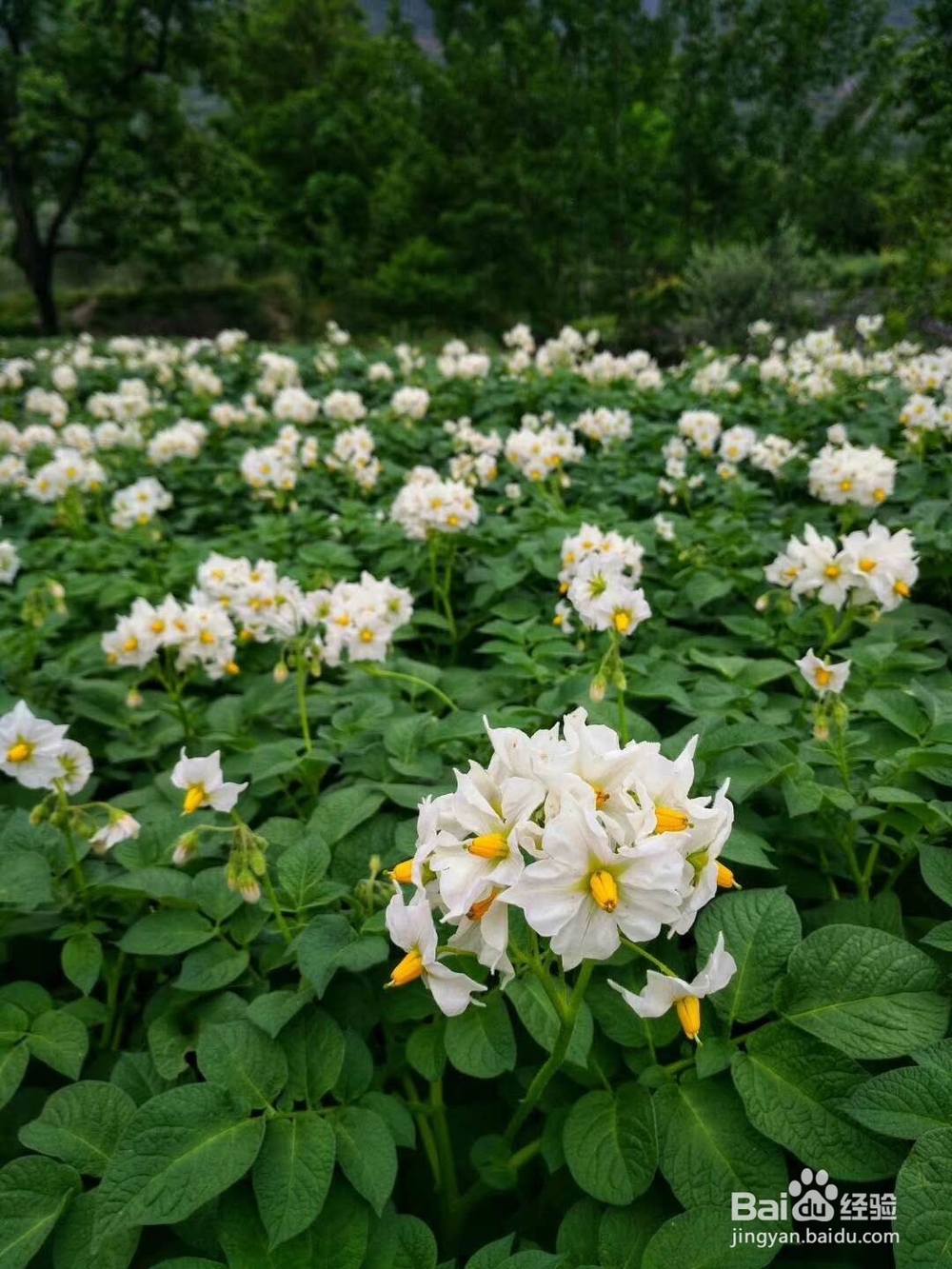 你知道西宁周边农村人的夏天是怎样度过的吗？