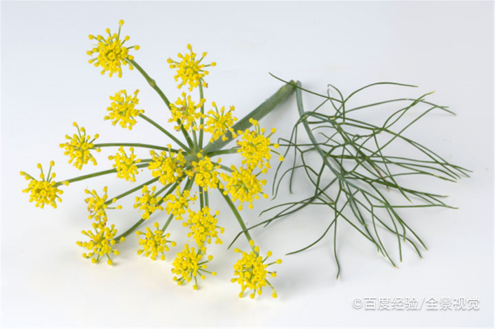 茴香可以治疗胃病吗
