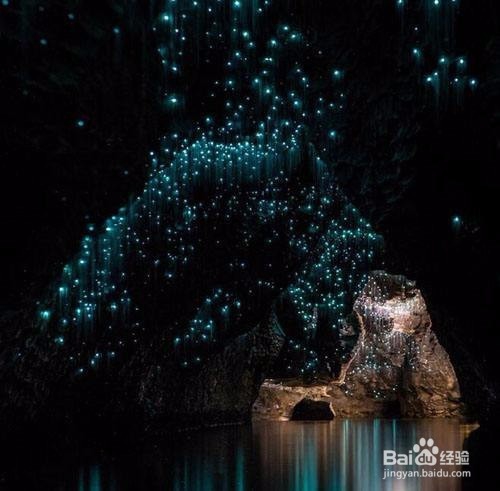 新西兰自由行，怀托摩萤火虫洞参观攻略