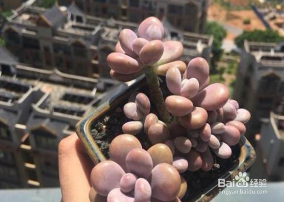 桃蛋怎么养成粉色