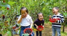 怎样办好大棚采摘