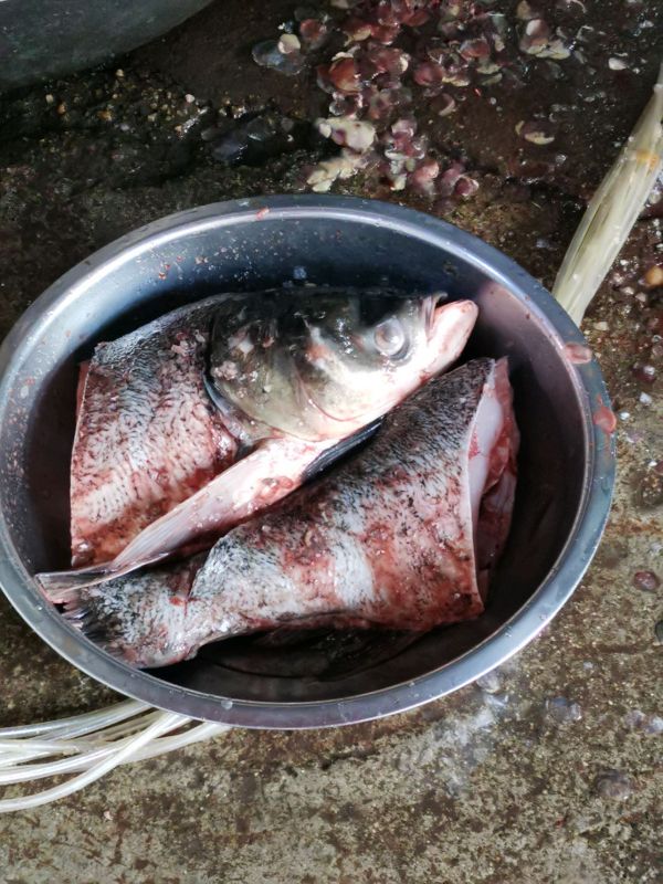 双椒蒸雄鱼鱼头