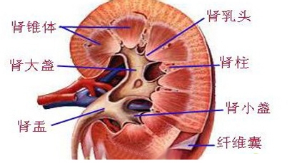 肾癌晚期寻求中医治疗方案