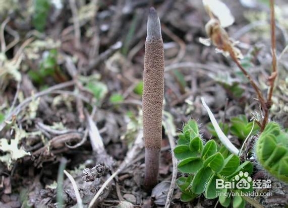 男人补肾最有必要吃的几种肉