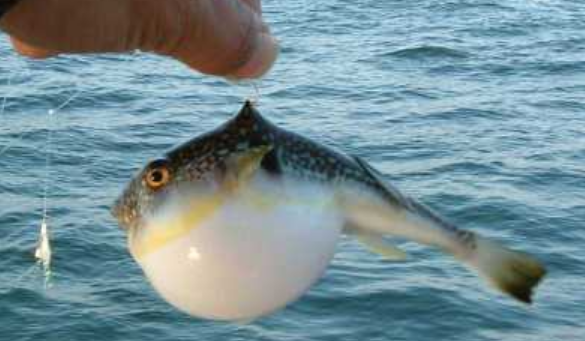 观赏类河豚鱼怎么饲养