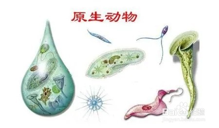 地球生物是如何进化的