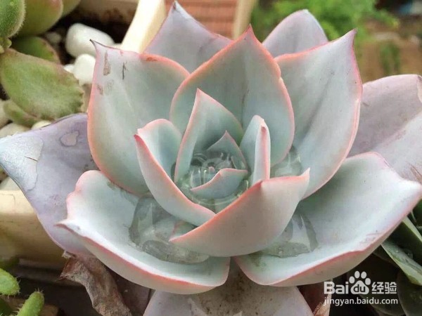 多肉植物怎么养--春夏秋冬四季怎么养多肉植物