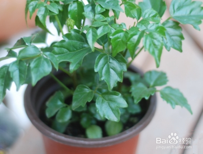 怎样判断幸福树缺水