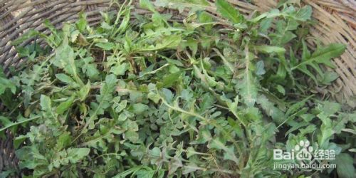常见清热解毒野菜 百度经验 常见清热解毒野菜 百度经验