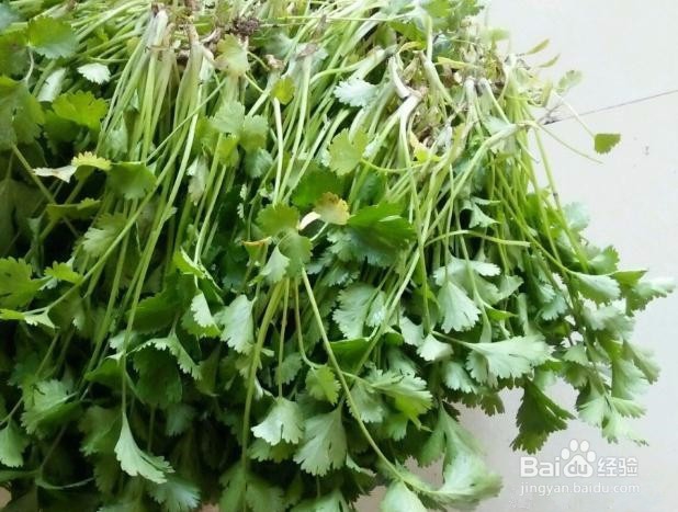 怎样种香菜比较好