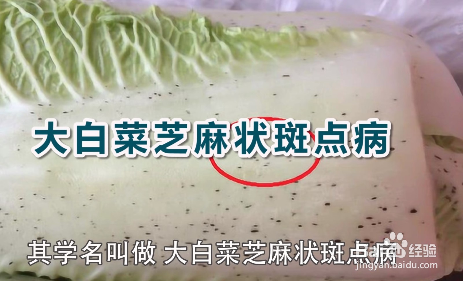 大白菜上有“黑点”还能吃吗?