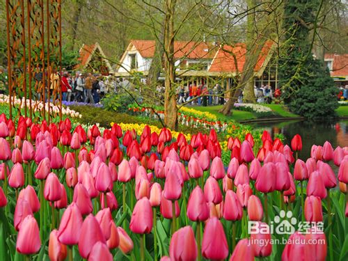 荷兰赏花之旅
