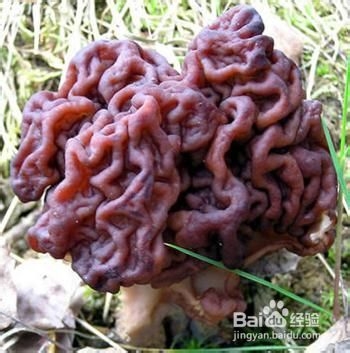 春游踏青，毒蘑菇千万别吃！