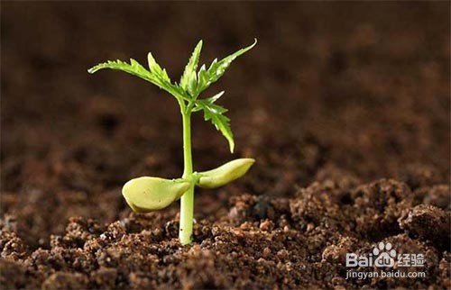 如何衡量土壤中重金属的生物有效性