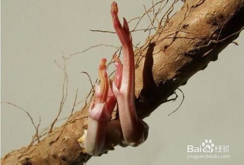 如何延长保存山药？