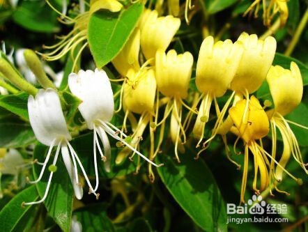 如何认知金银花的功效