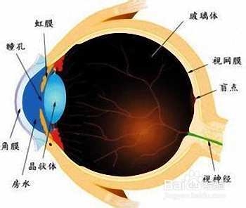 得了甲亢突眼之后，该怎么办