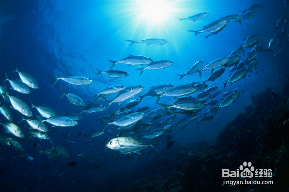 如果你是文中提到的一类人，快点服用深海鱼油吧
