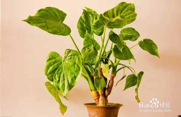 怎样给客户赠送礼品?