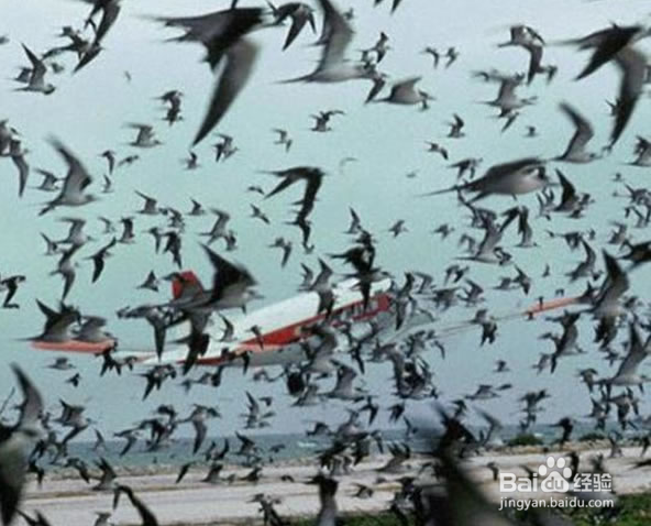 飞机如何防止被鸟撞击